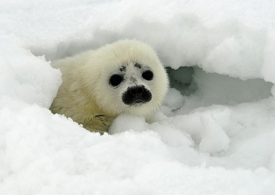 This May 1, 2011 photo released by National Oceanic and Atmospheric Administration shows a ringed... [+] seal pup in Kotzebue, Alaska.